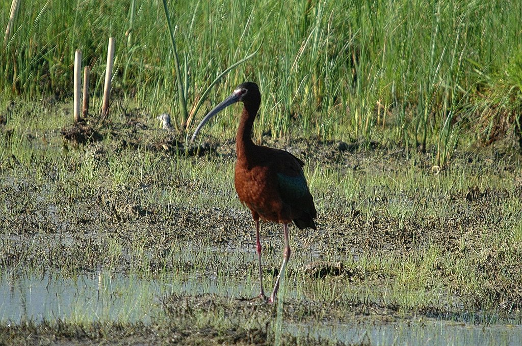 Ibis, White-faced, 2005-06010796 Bear River MBR, UT.jpg